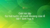 Giải SBT Sinh 6 Bài 11: Sự hút nước và muối khoáng của rễ