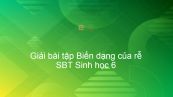 Giải SBT Sinh 6 Bài 12: Biến dạng của rễ
