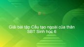 Giải SBT Sinh 6 Bài 13: Cấu tạo ngoài của thân