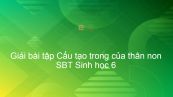 Giải SBT Sinh 6 Bài 15: Cấu tạo trong của thân non