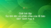 Giải SBT Sinh 6 Bài 8: Sự lớn lên và phân chia của tế bào
