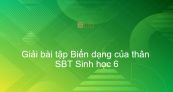 Giải SBT Sinh 6 Bài 18: Biến dạng của thân