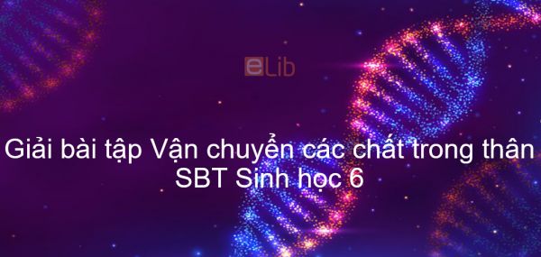 Giải SBT Sinh 6 Bài 17: Vận chuyển các chất trong thân