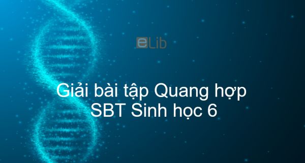 Giải SBT Sinh 6 Bài 21: Quang hợp