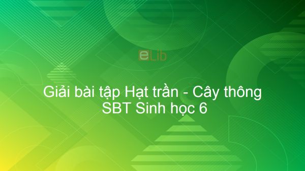 Giải SBT Sinh 6 Bài 40: Hạt trần - Cây thông