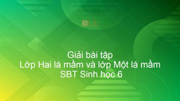 Giải SBT Sinh 6 Bài 42: Lớp Hai lá mầm và lớp Một lá mầm