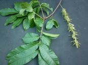 Cây chẹo - Gây độc hại với cá