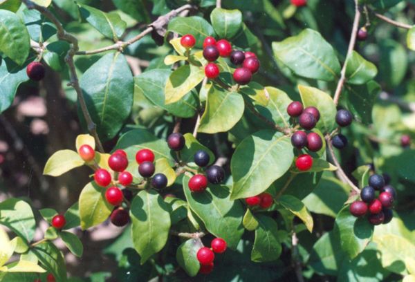 Cây ba gạc - Điều trị chậm nhịp tim, giảm huyết áp, an thần