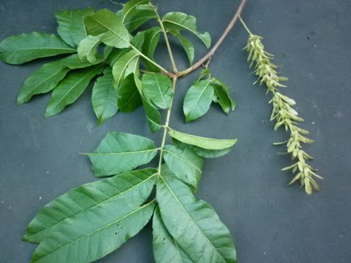 Cây chẹo - Gây độc hại với cá