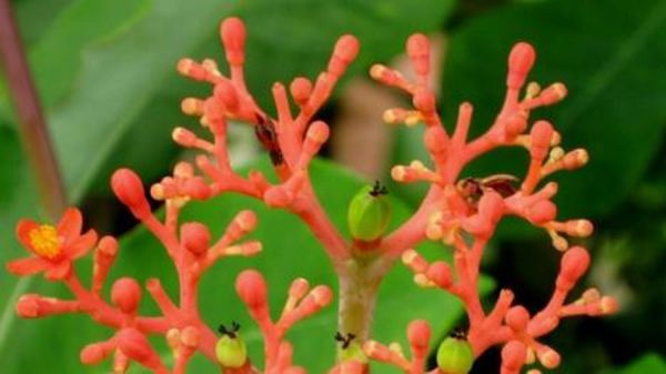 Cây đỗ trọng - Chữa đau lưng, đi tiểu nhiều, chân gối yếu mềm