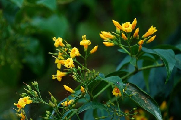 Cây lá ngón - Gây độc