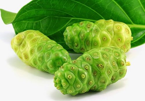 Cây nhàu - Điều trị tiểu đường, huyết áp cao và rối loạn kinh nguyệt