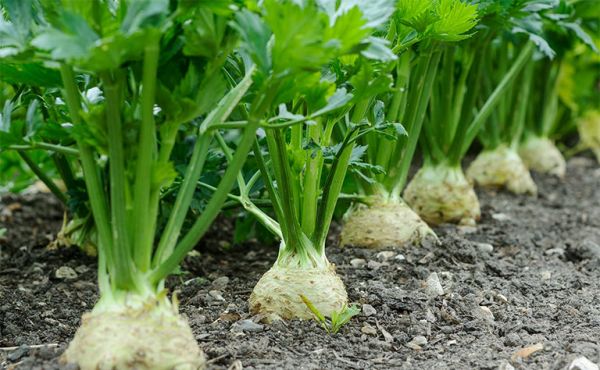 Cây rau cần tây - Điều trị vết thương, trị mụn nhọt, ung thư, nứt nẻ da