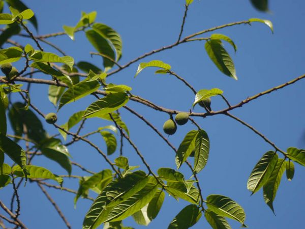 Cây sui - Chữa đau bụng, có độc tính cao