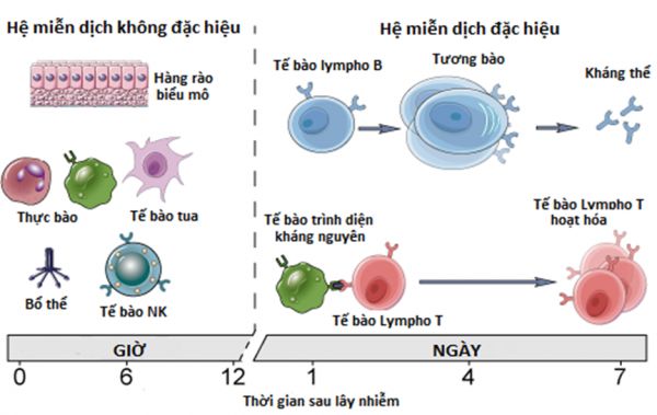 Xét nghiệm dấu ấn miễn dịch bề mặt tế bào - những thông tin cần biết