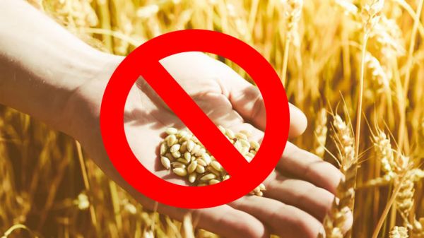 Bệnh dị ứng lúa mì - triệu chứng, nguyên nhân và cách điều trị