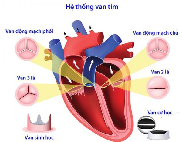 Ghi hình tình trạng bơm máu của tim - những thông tin cần biết