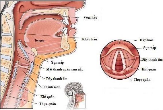 Liệt dây thanh quản - Triệu chứng, nguyên nhân và cách điều trị