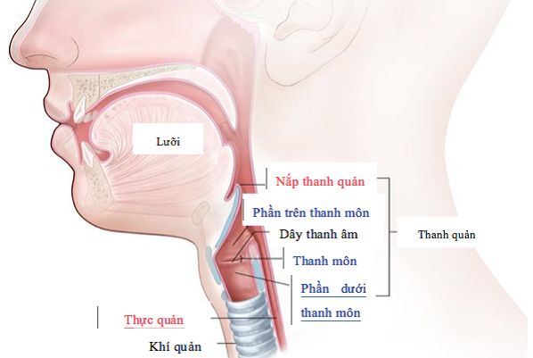 Bệnh ung thư thanh quản - Triệu chứng, nguyên nhân và cách điều trị