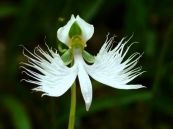 Bạch hạc - Chống ho, sát trùng, chống ngứa, trừ phong thấp