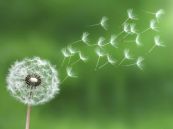 Bồ công anh - Chữa lở loét, mụn nhọt, tắc tia sữa