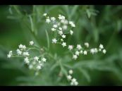 Cúc liên chi dại - Chữa các vết loét, một số bệnh ngoài da