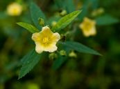 Ké hoa vàng - Chữa mụn nhọt, tiểu tiện nóng đỏ hay vàng đậm, sốt, lỵ