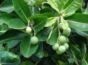 Mù u - Chữa sưng tấy, đau dạ dày, thấp khớp, sưng họng