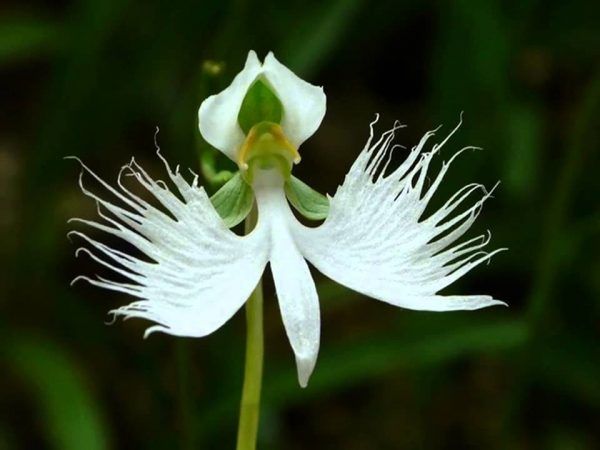 Bạch hạc - Chống ho, sát trùng, chống ngứa, trừ phong thấp