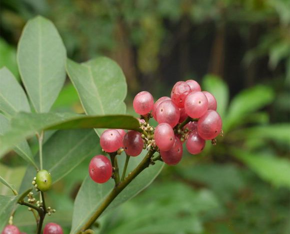 Bưởi bung - Điều trị đường tiêu hóa, trừ đờm, chống ho, trị cảm, tán huyết