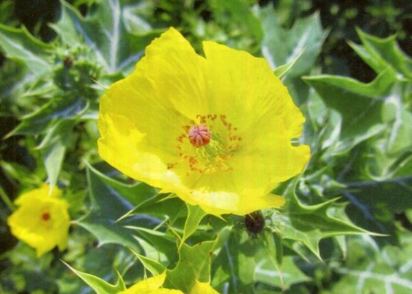 Cà dại hoa vàng - Chữa chai chân, mụn cơm, bệnh ngoài da