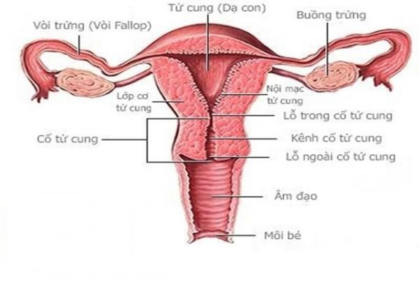 Không có âm đạo - Triệu chứng, nguyên nhân và cách điều trị