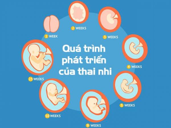 Quá trình mang thai - Những thông tin cần biết