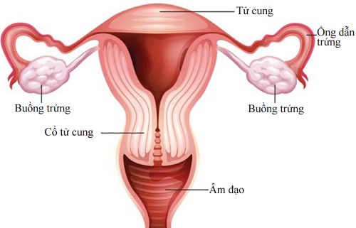 Bệnh ung thư âm đạo - Triệu chứng, nguyên nhân và cách điều trị