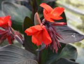 Cây dong riêng đỏ - Ứng dụng điều trị bệnh cơ tim thiếu máu cục bộ