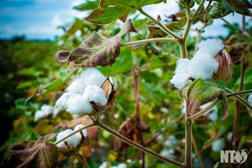 Cây bông - Thuốc điều kinh