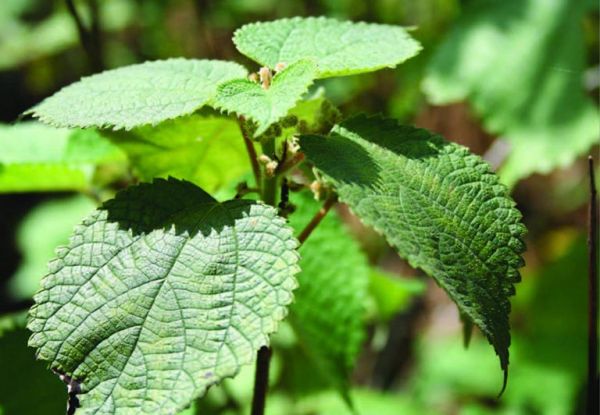 Cây gai - An thai, lợi tiểu