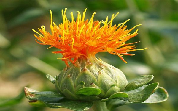 Cây hồng hoa - Điều hòa kinh nguyệt, trị đau do ứ huyết, đau bụng kinh