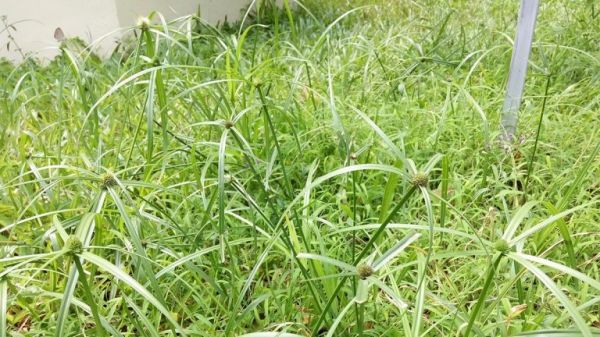 Hương phụ - Điều hòa kinh nguyệt, chữa đau bụng kinh, sa trực tràng