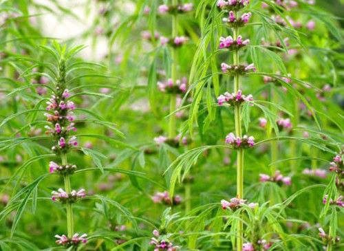 Ích mẫu - Điều trị một số bệnh của phụ nữ sau sinh