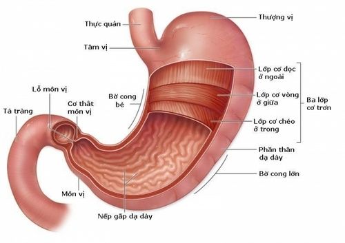 Bệnh loét tá tràng - Triệu chứng, nguyên nhân và cách điều trị