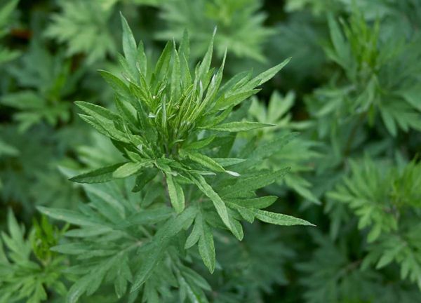 Ngải cứu - Điều kinh, an thai, ổn định khí huyết