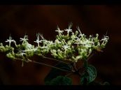 Bọ mẩy -  Chữa sốt phát ban, viêm amyđan, cổ họng, lỵ trực trùng