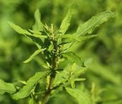 Cây dầu giun - Điều trị giun sán