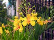 Cây tô mộc - Điều trị đau bụng kinh, rối loạn kinh nguyệt, bệnh trĩ