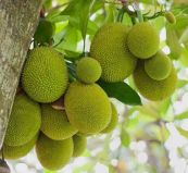 Mít - Cây thuốc lợi sữa, an thần