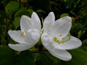 Móng bò trắng - Điều trị ho