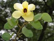 Móng bò vàng - Điều trị viêm gan