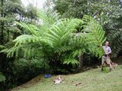 Móng ngựa lá to - tác dụng chống nôn