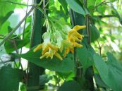 Thiên lý - Chữa các bệnh lý lòi dom, bí tiểu, tốt cho người vô sinh